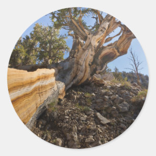 Adesivo Redondo EUA, Califórnia, Floresta Nacional Inyo 12