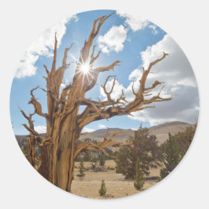 Adesivo Redondo EUA, Califórnia, Inyo National Forest 6