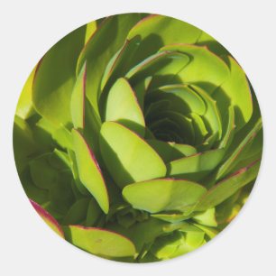 Adesivo Redondo EUA, Califórnia. Planta de Lobelia Gigante Fechad