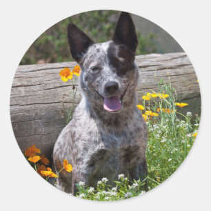 Adesivo Redondo EUA, Califórnia. Queensland Healer Sentado 2