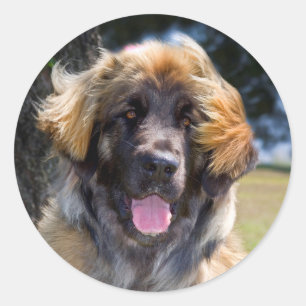 Adesivo Redondo EUA, Califórnia. Retrato de Leonberger sentado