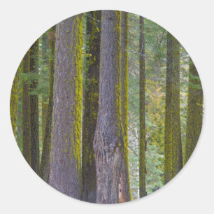 Adesivo Redondo EUA, Califórnia. Troncos de árvores cobertas por M