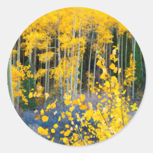 Adesivo Redondo EUA, Colorado. Álamo Amarelo Brilhante nas Montanh