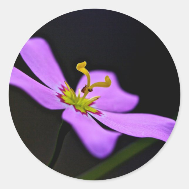 Adesivo Redondo EUA, Florida, Big Cypress National Preserve (Frente)