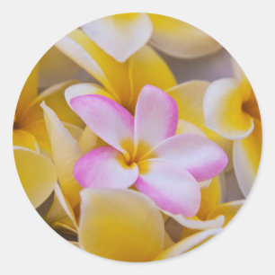 Adesivo Redondo EUA, Havaí, Oahu, Plumeria floresce 1