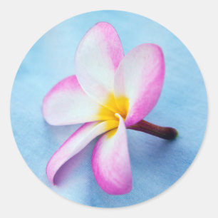 Adesivo Redondo EUA, Havaí, Oahu, Plumeria floresce 2