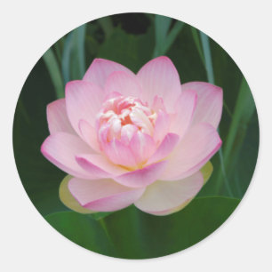 Adesivo Redondo EUA, Kansas, Lírio de água rosa