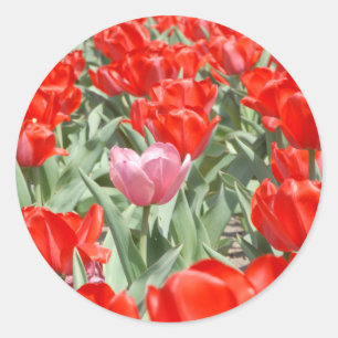 Adesivo Redondo EUA, Kansas, Tulipas Vermelhas Com Uma Tulipa Rosa