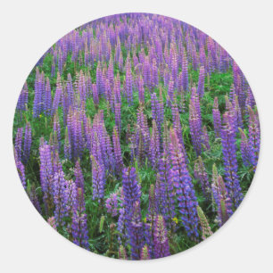 Adesivo Redondo EUA, Washington, Condado de Clallam, Lupine