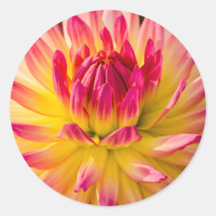 Adesivo Redondo EUA, Washington. Detalhe da Flor de Dahlia
