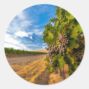 Adesivo Redondo EUA, Washington, Vale de Yakima. Uvas Merlot