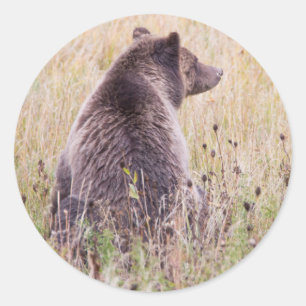 Adesivo Redondo EUA, Wyoming, Parque Nacional de Yellowstone, Urso