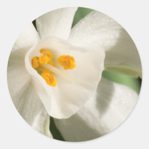 Adesivo Redondo Evento E Casamento De Primavera De Flor Branco