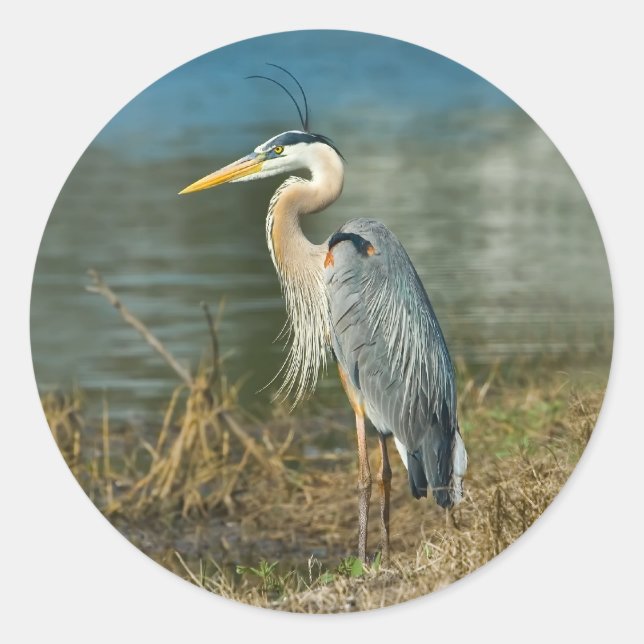 Adesivo Redondo Excelente Blue Heron Bird Sticker (Frente)