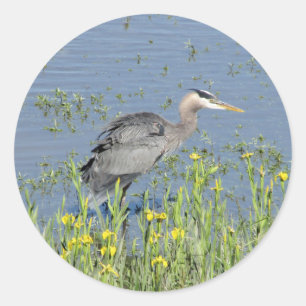 Adesivo Redondo Excelente Blue Heron no rio.