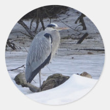 Excelente Blue Heron Snow Foto
