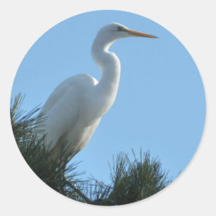 Adesivo Redondo Excelente Egret em Sunny Florida