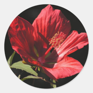 Adesivo Redondo Excelente Red Hibiscus (Hibiscus coccineus)