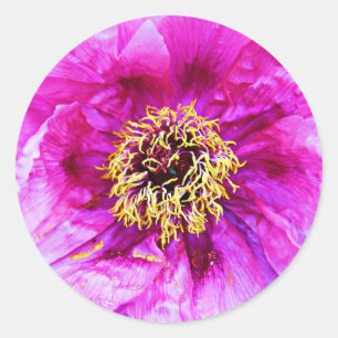 Adesivo Redondo Explosão rosa