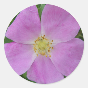 Adesivo Redondo F11 Rosa Selvagem da Pradaria "Rosa arkansana"