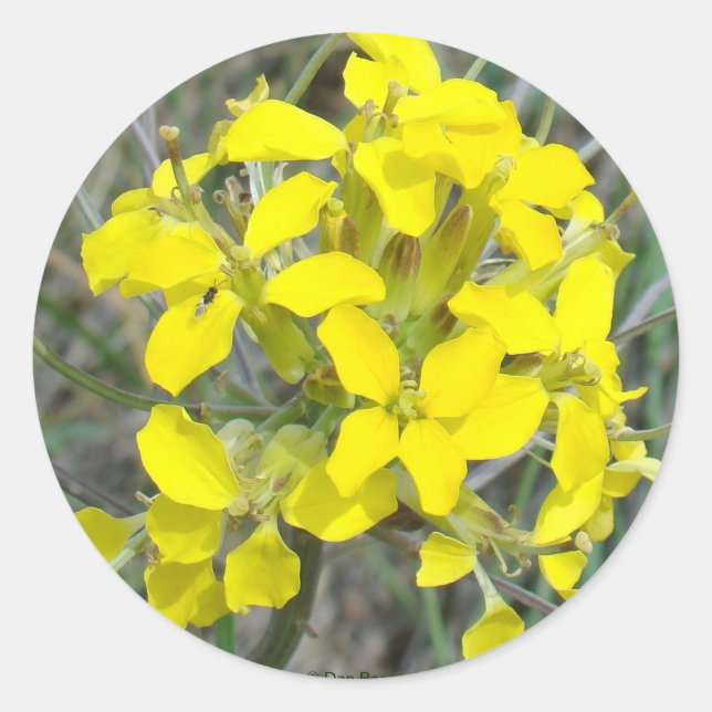 Adesivo Redondo F14 Flores Amarelas (Frente)