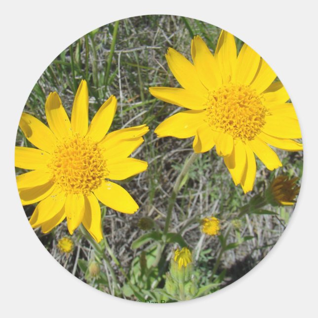 Adesivo Redondo F15 Flores Amarelas Espirradas (Frente)