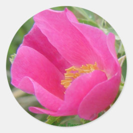 Adesivo Redondo F22w Rosa selvagem