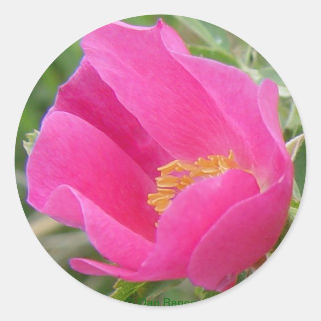 Adesivo Redondo F22w Rosa selvagem (Frente)