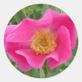 Adesivo Redondo F23w Rosa Silvestre