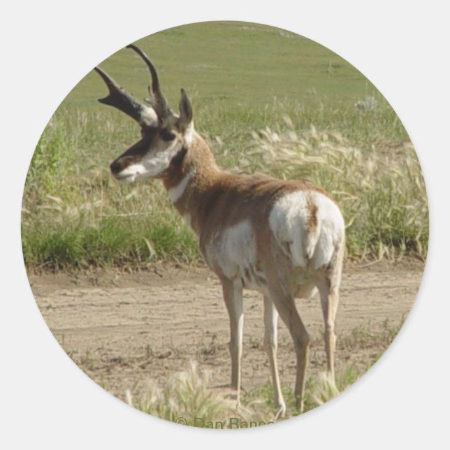 Adesivo Redondo F39 Pronghorn Antelope Buck (Frente)