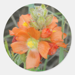 Adesivo Redondo F40 Flores Silvestres Laranja Malva Escarlate