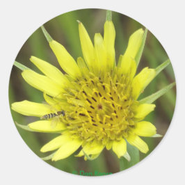 Adesivo Redondo F41 Barba Amarela de Gordura