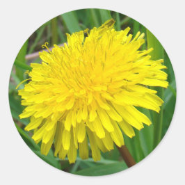 Adesivo Redondo F45 Dandelion "Taraxacum officinale"
