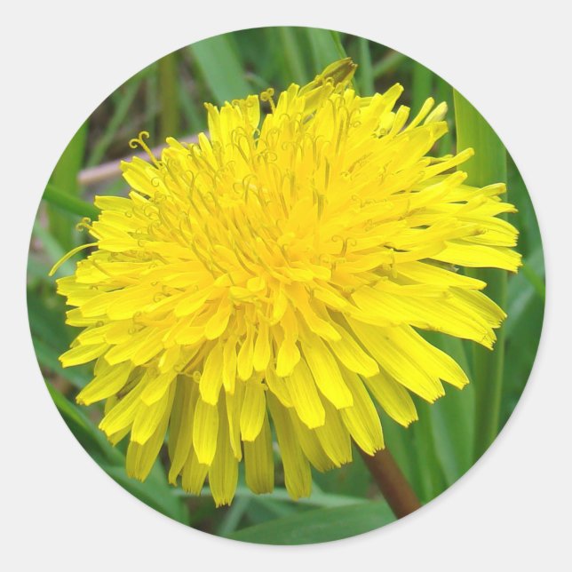 Adesivo Redondo F45 Dandelion "Taraxacum officinale" (Frente)