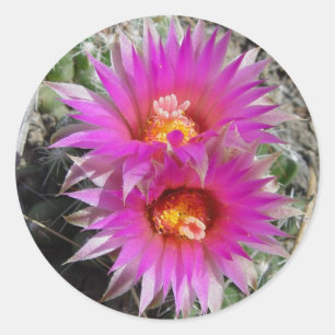 Adesivo Redondo F5 Flores De Cactus "Escobaria vivipara"