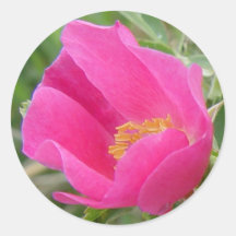 F7 Rosa Silvestre