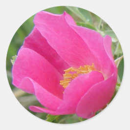 Adesivo Redondo F7 Rosa Silvestre