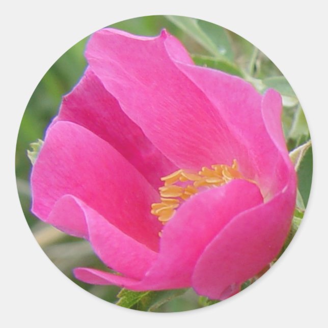 Adesivo Redondo F7 Rosa Silvestre (Frente)