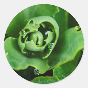 Adesivo Redondo Fábrica suculenta e próxima com gotas de água