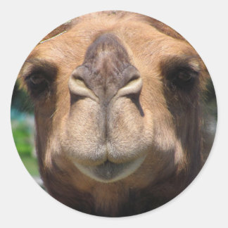 Adesivo Redondo Face de Camel