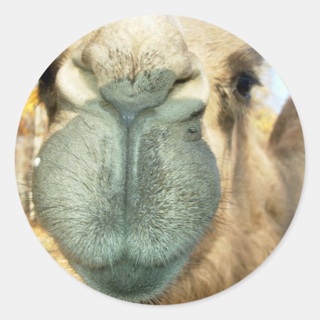 Adesivo Redondo Face de Camel (Frente)