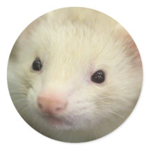 Face de Ferret