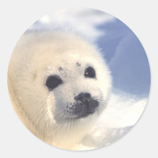 Adesivo Redondo Face de Sal Pup