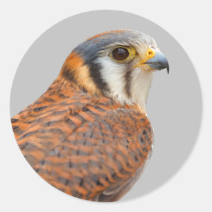 Adesivo Redondo Falcão Americano Kestrel Sparrowhawwawk espantoso