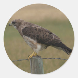 Adesivo Redondo Falcão-de-swainson B10