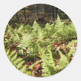 Adesivo Redondo Fall Ferns