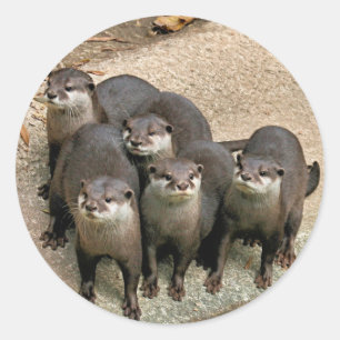 Adesivo Redondo Família adorável da lontra