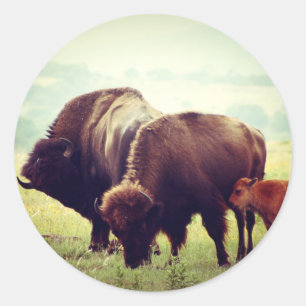 Adesivo Redondo Família Americana de Buffalo (Bison)