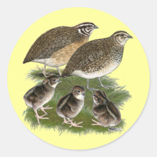 Adesivo Redondo Família Coturnix Quail