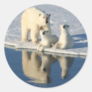 Adesivo Redondo Família curiosa do urso polar